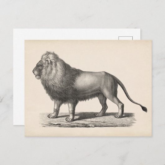 Brodtmann Lion Sketch Briefkaart (Voorkant / Achterkant)