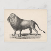 Brodtmann Lion Sketch Briefkaart (Voorkant)
