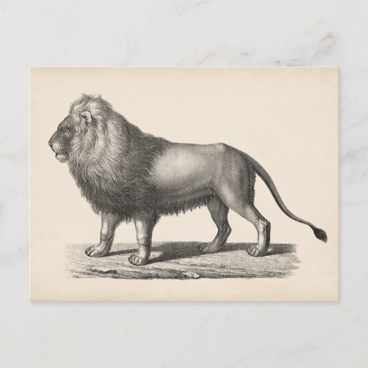 Brodtmann Lion Sketch Briefkaart (Voorkant)