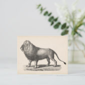 Brodtmann Lion Sketch Briefkaart (Staand voorkant)