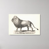 Brodtmann Lion Sketch Canvas Afdruk (Voorkant)