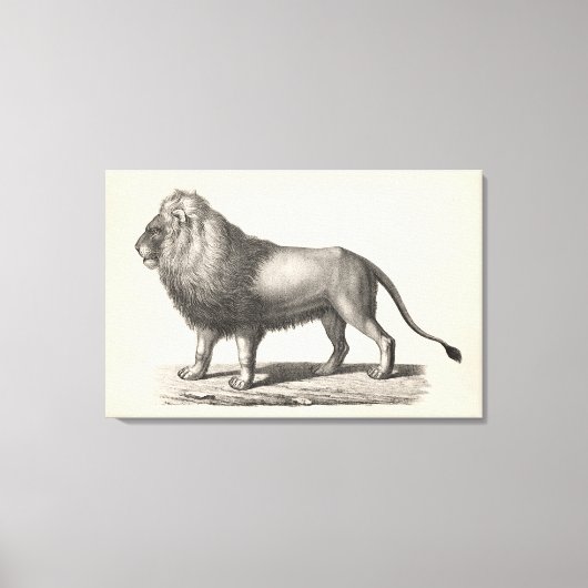 Brodtmann Lion Sketch Canvas Afdruk (Voorkant)