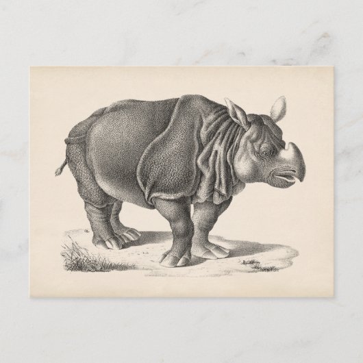 Brodtmann Rhinoceros Sketch Briefkaart (Voorkant)