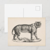 Brodtmann Tiger Sketch Briefkaart (Voorkant / Achterkant)