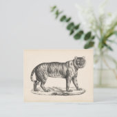 Brodtmann Tiger Sketch Briefkaart (Staand voorkant)