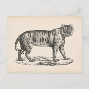 Brodtmann Tiger Sketch Briefkaart