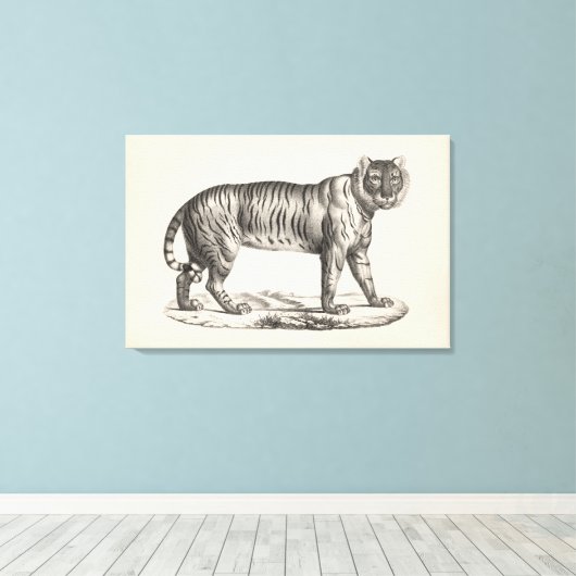 Brodtmann Tiger Sketch Canvas Afdruk (Insitu (Houten vloer))
