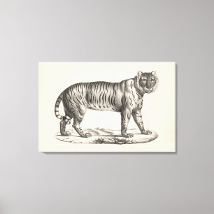 Brodtmann Tiger Sketch Canvas Afdruk