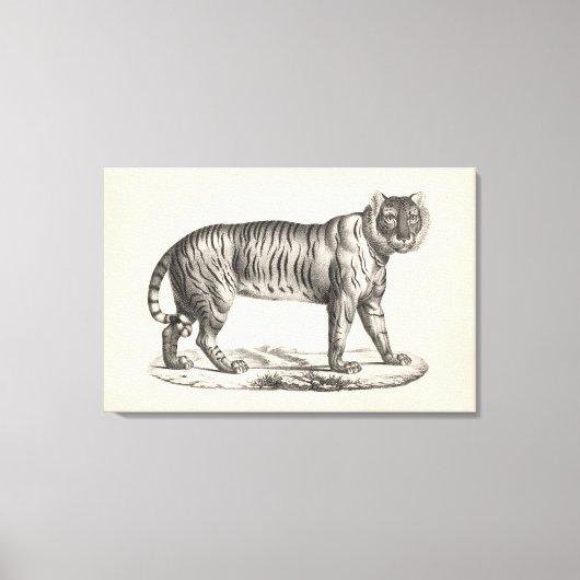 Brodtmann Tiger Sketch Canvas Afdruk (Voorkant)