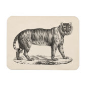 Brodtmann Tiger Sketch Magneet (Horizontaal)