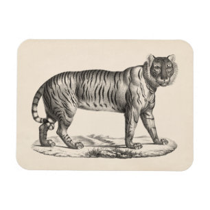 Brodtmann Tiger Sketch Magneet