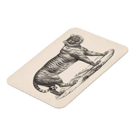 Brodtmann Tiger Sketch Magneet (Linkerzijde)