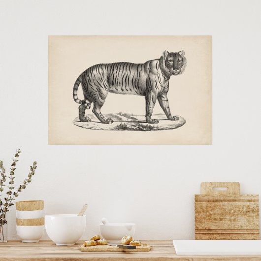 Brodtmann Tiger Sketch Poster (Keuken)