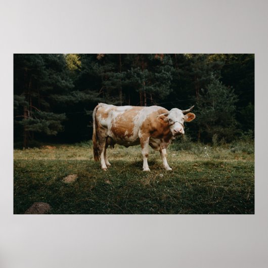 BROEIENDE EN WITGEKOCHTE KOE POSTER (Voorkant)