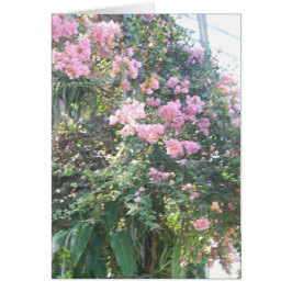 Broeikasbloemen acht