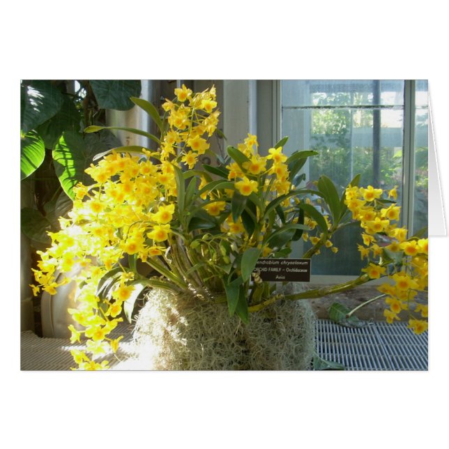 Broeikasbloemen Twee (Voorkant Horizontaal)