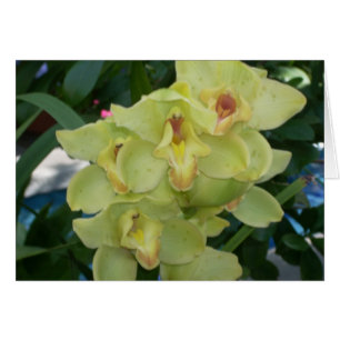 Broeikasbloemen Vier