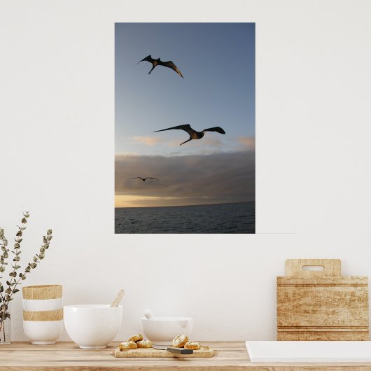 broekvogels in de zon poster (Keuken)