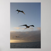 broekvogels in de zon poster (Voorkant)