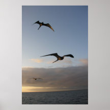 broekvogels in de zon