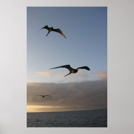 broekvogels in de zon poster