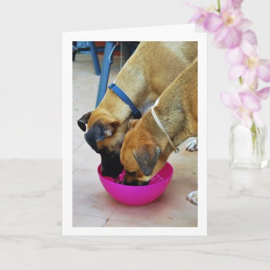 Broer en Zus Drinken Samen, Hond Portret Kaart (Orchidee)