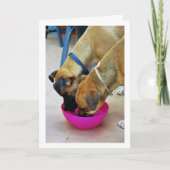 Broer en zus drinken samen, hondenportret kaart (Voorkant)