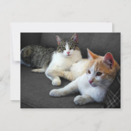 Broer & Zus Poesjes Briefkaart