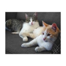 Broer & Zus Poesjes