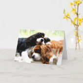 Broers Cavaliers Kaart (Gele Bloem)