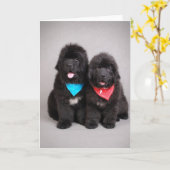 Broers Nuwfie Kaart (Gele Bloem)