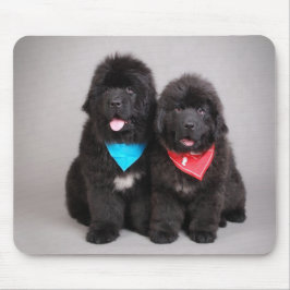 Broers Nuwfie Muismat