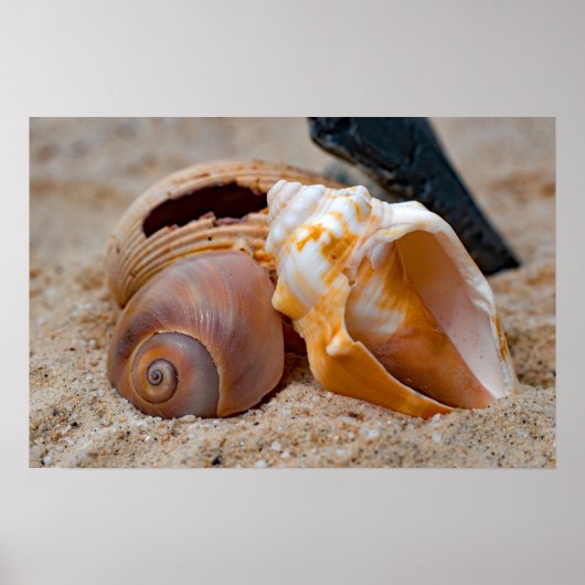 Broken Beach Beauties #2 Poster (Voorkant)