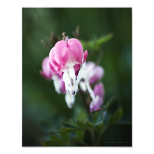 Broken hartlijn omhoog foto afdruk (Voorkant)