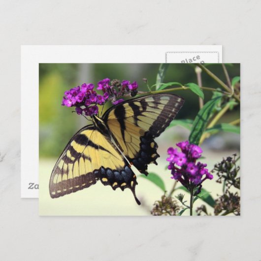 Broken Wing Briefkaart (Voorkant / Achterkant)