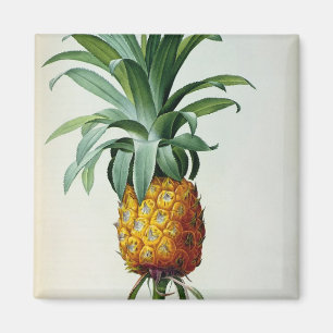 Bromelia Ananas uit "Les Bromeliacees" Magneet