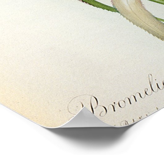 Bromelia Ananas uit "Les Bromeliacees" Poster (Hoek)
