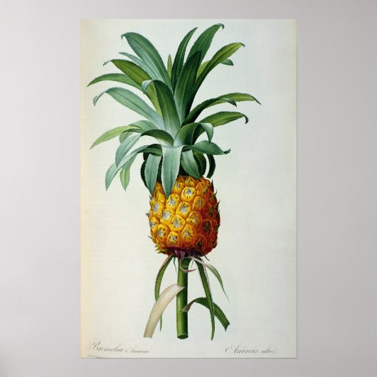 Bromelia Ananas uit "Les Bromeliacees" Poster (Voorkant)