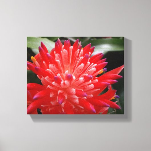 Bromelia Bloem Canvas Afdruk (Voorkant)