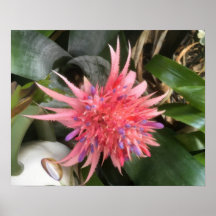 Bromelia Bloem