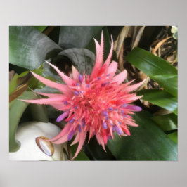 Bromelia Bloem Poster