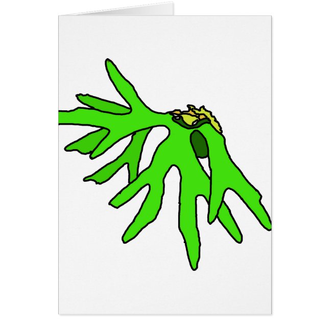 Bromeliad (Voorkant)