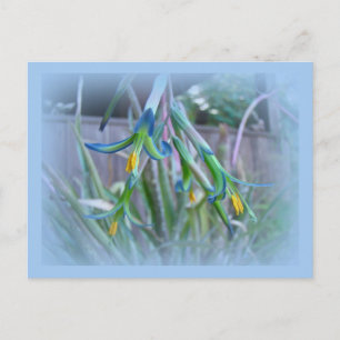 Bromeliad Blossom op blauw Briefkaart