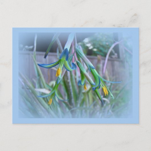 Bromeliad Blossom op blauw Briefkaart (Voorkant)
