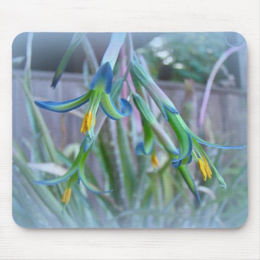Bromeliad Blossom op blauw Muismat (Voorkant)