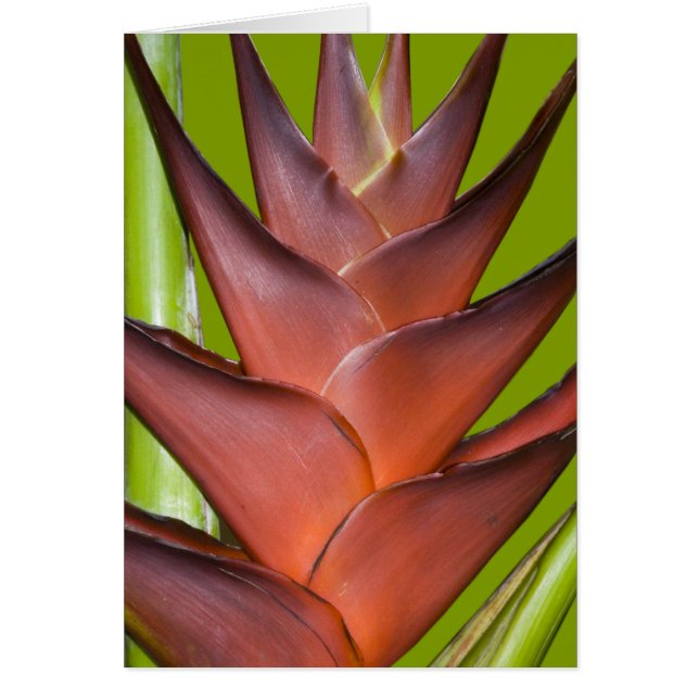 Bromeliad Blossom Spike # 1 (Voorkant)