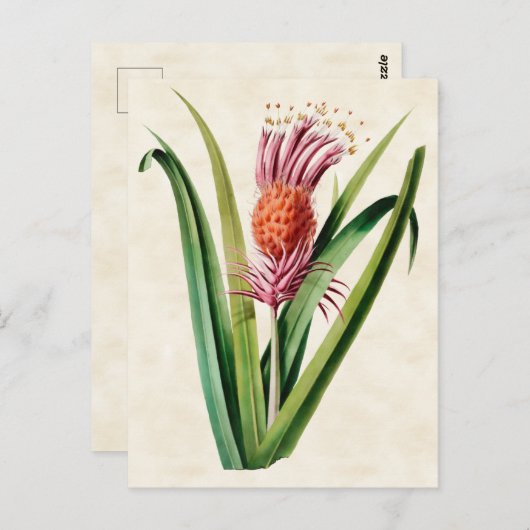 Bromeliad  Botanisch Briefkaart (Voorkant / Achterkant)