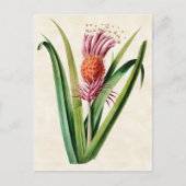Bromeliad  Botanisch Briefkaart (Voorkant)