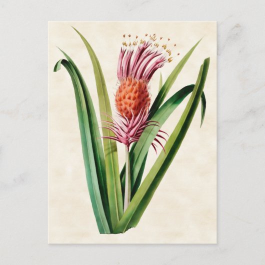Bromeliad  Botanisch Briefkaart (Voorkant)