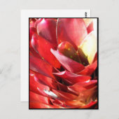 Bromeliad Briefkaart (Voorkant / Achterkant)
